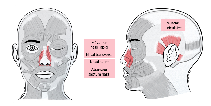 Les 3 étages du masque facial